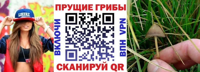 Галлюциногенные грибы MAGIC MUSHROOMS  Бокситогорск 